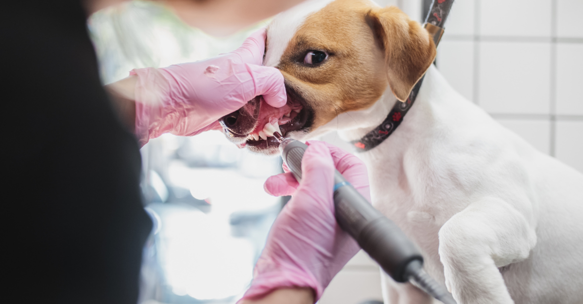 Anesthesia: what owners should know