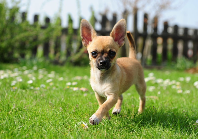 A small tan Chihuahua puppy with large ears is happily walking on a lush green lawn, surrounded by tiny white flowers.