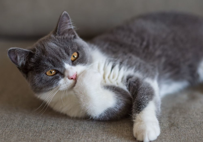 Close-up portrait of a British Shorthair cat reclining on textured fabric, featuring its signature golden eyes, grey and white bicolor coat, and characteristic chubby cheeks that are hallmarks of the breed's standards.