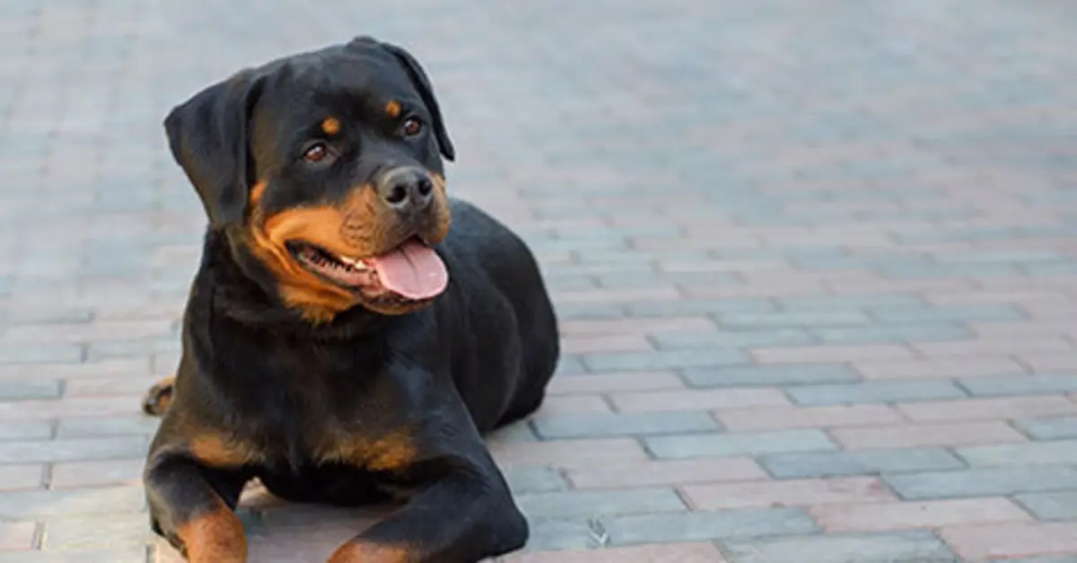 Red Roman Rottweiler Roman Rottweiler Vs German Rottweiler