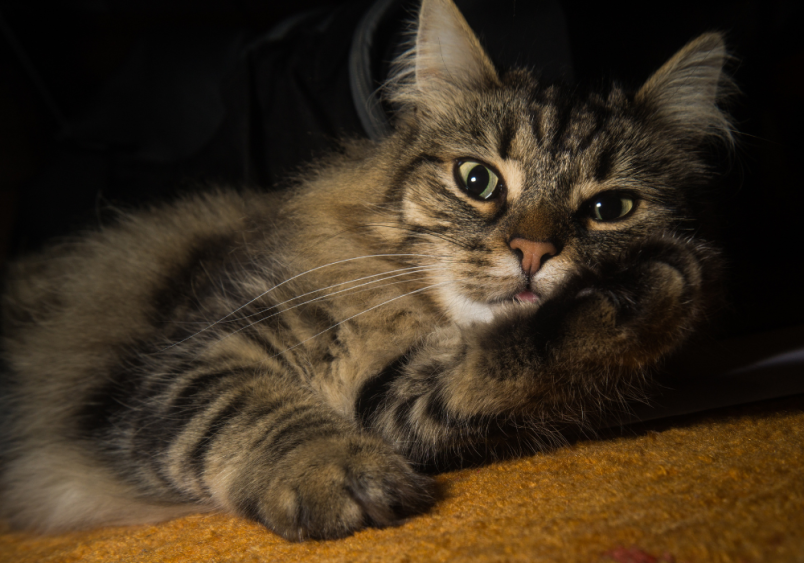 A tabby norwegian forest cat grooming himself.