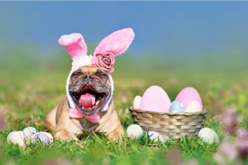 A smiling dog looking all excited for his very own easter dog egg hunt, because his owner followed dog-friendly Easter eggs and safety tips keeping safe from harm's way. And, a step away from accidents by protecting this furry friend with pet insurance. 