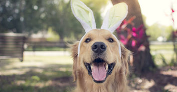 Easter pet dangers