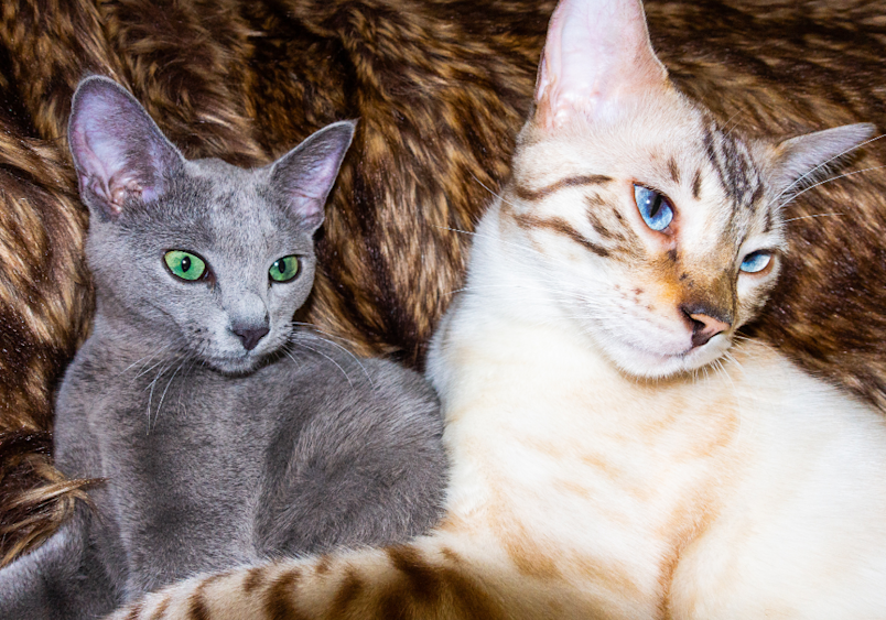 A striking duo: a Russian Blue cat with mesmerizing green eyes poses alongside a blue-eyed Siamese friend, showing how these distinctly different cat breeds can make perfect companions.