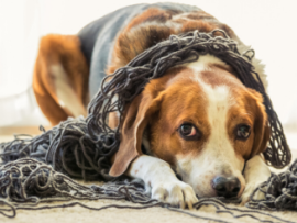 beagle on floor under blanket