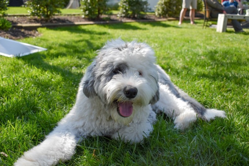 A sheepadoodle resting in the grass