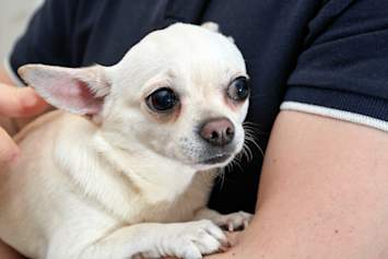 A small white Chihuahua with large, expressive dark eyes nestled closely in its owner's arms, appearing wide-eyed and uneasy. This image perfectly captures the moment many pet parents start asking why is my dog shaking, especially with small breeds like Chihuahuas that are prone to trembling. 