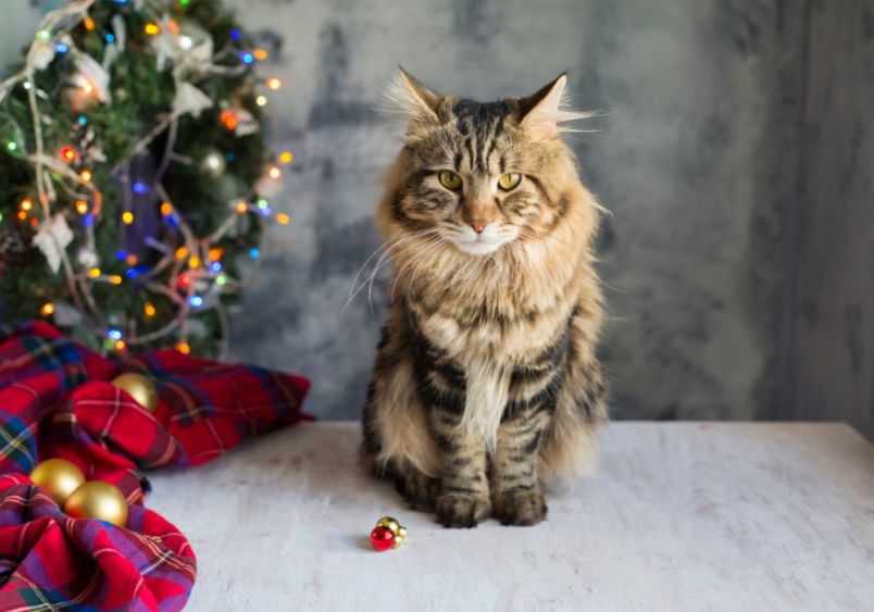 A regal Maine Coon cat with luxurious brown tabby fur sits proudly on a white surface beside a decorated Christmas tree, plaid red tartan fabric, and festive gold and red ornaments, showcasing the perfect holiday pet portrait.