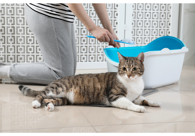 Mastering how to clean litter box maintenance through consistent cleaning litter box routines—from daily scooping to understanding how often to clean litter box—ensures your cat's well-being and prevents odors, creating a fresh-smelling home that both you and your feline companion will appreciate.