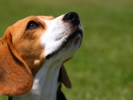 Beagle