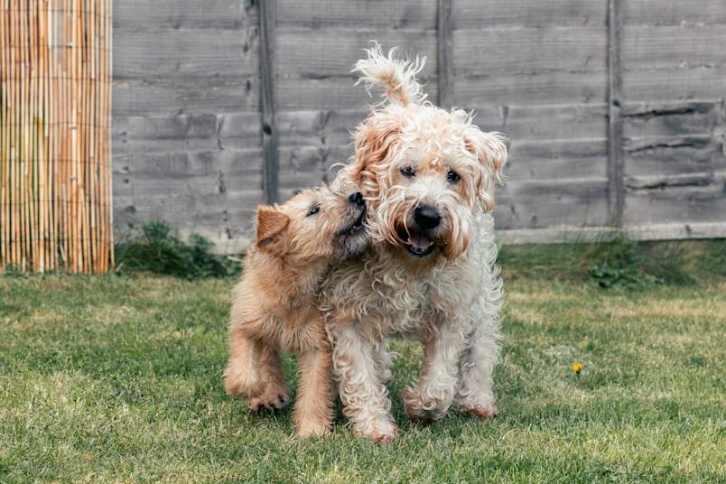 An adorable wheaten terrier puppy nuzzles affectionately against an adult soft wheaten terrier in a grassy backyard, capturing a heartwarming moment of canine companionship. This tender scene showcases the soft coated wheaten terrier temperament at its finest—affectionate, social, and deeply bonded with family members both human and canine. 