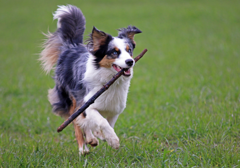 This playful aussie is seen retrieving a stick in this image.