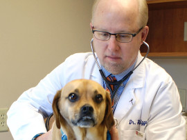 dog being seen by vet at animal clinic