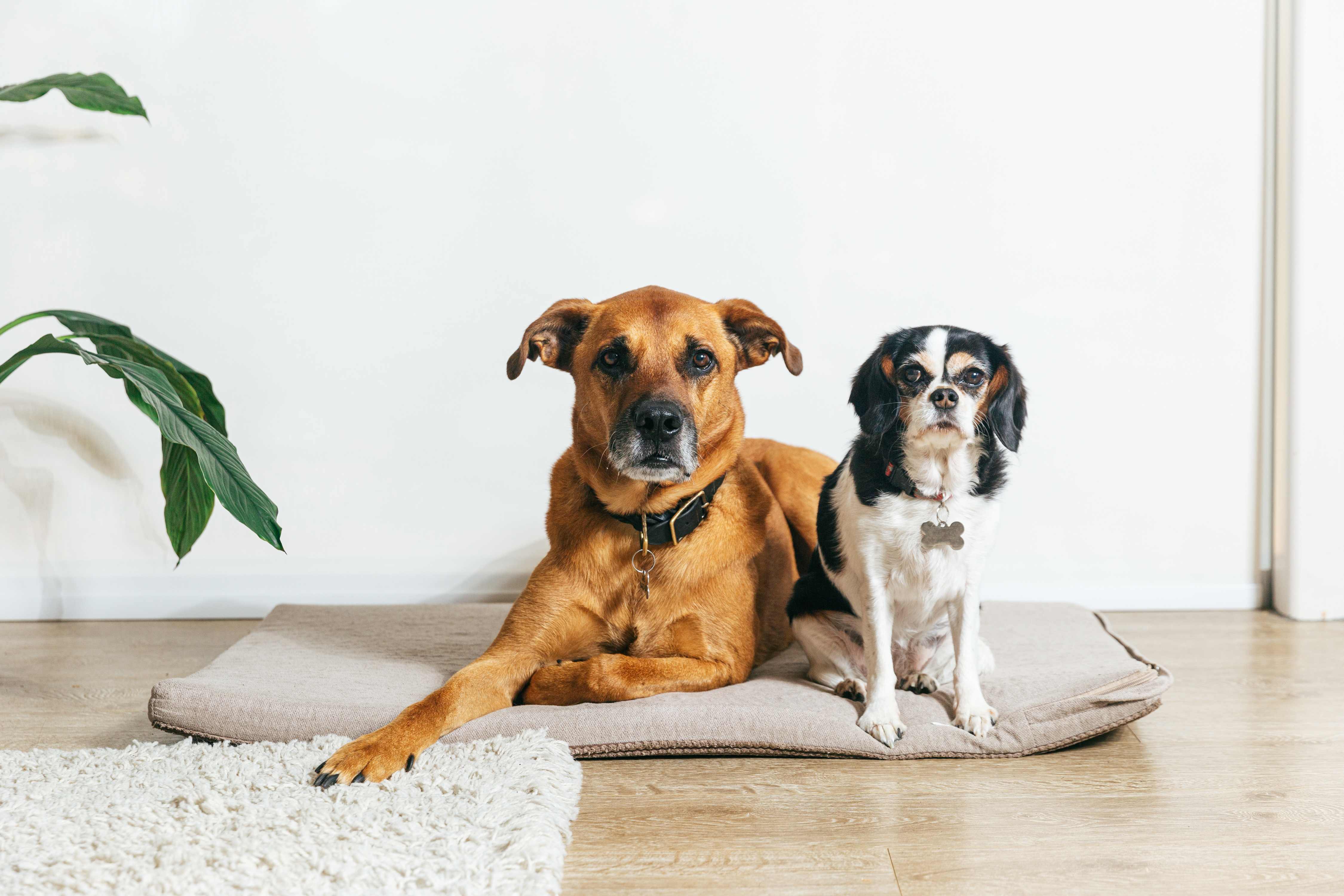A calm brown mixed-breed dog and a small black, white, and tan King Charles Spaniel resting peacefully together on a soft cushion in a bright, modern home. While both dogs look comfortable, smaller breeds like the Cavalier King Charles Spaniel are especially prone to tracheal collapse, making this image ideal for content covering collapsed trachea in dogs.