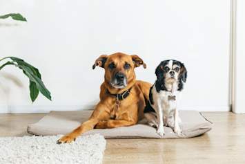 A calm brown mixed-breed dog and a small black, white, and tan King Charles Spaniel resting peacefully together on a soft cushion in a bright, modern home. While both dogs look comfortable, smaller breeds like the Cavalier King Charles Spaniel are especially prone to tracheal collapse, making this image ideal for content covering collapsed trachea in dogs.