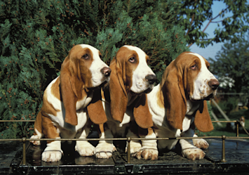 Three basset hounds with droopy ears and gentle expressions sit side by side on a bench, exemplifying why they're considered among the calmest dog breeds for families looking for laid-back, mellow companions rather than high-energy pets.