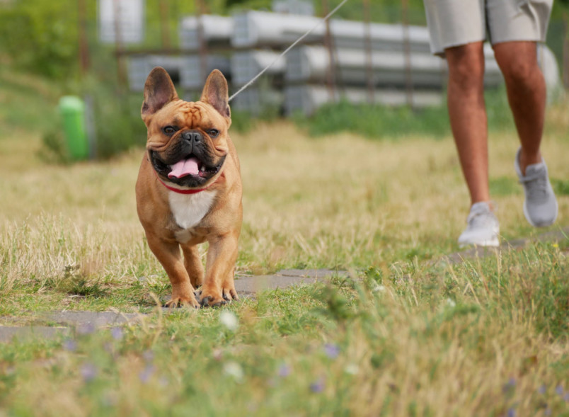 Frenchie on walk with owner
