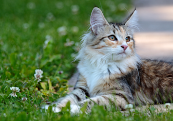 A majestic female looking Cat with luxurious long fur in shades of brown and cream lounges gracefully in green grass dotted with small white wildflowers, her alert amber eyes gazing upward with a gentle expression that would suit girl cat names like Luna, Willow, or Flora.