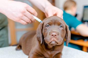 Dog on Table Receiving Leptospirosis Vaccine