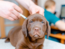 Dog on Table Receiving Leptospirosis Vaccine