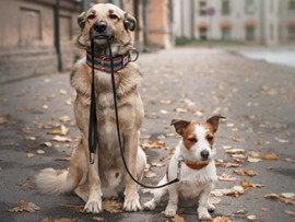 Large older tan dog holding a leash in it's mouth that is connected to a small young brown and white dog's collar