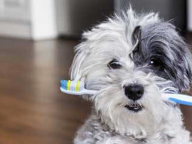 Dark gray and white Maltese dog holding a toothbrush in it's mouth.
