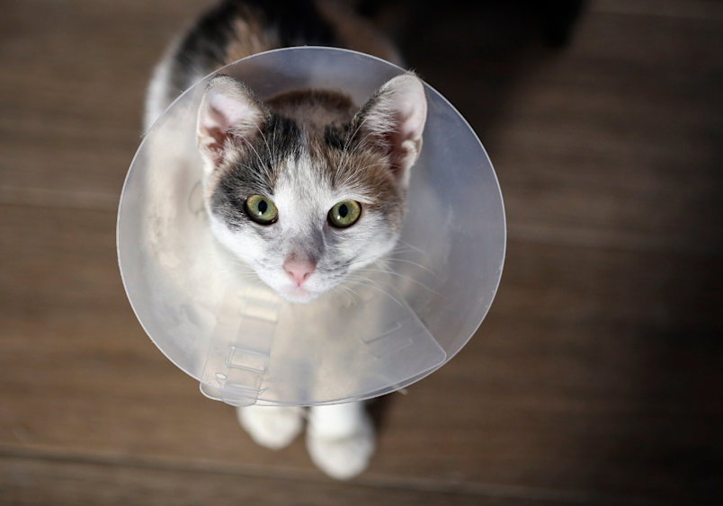 The image shows a cat sitting on a wooden floor wearing a protective recovery cone after a neutering procedure.