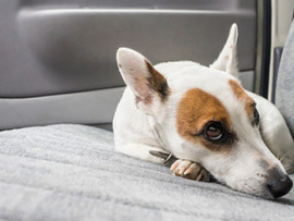 terrier on car seat