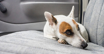 terrier on car seat