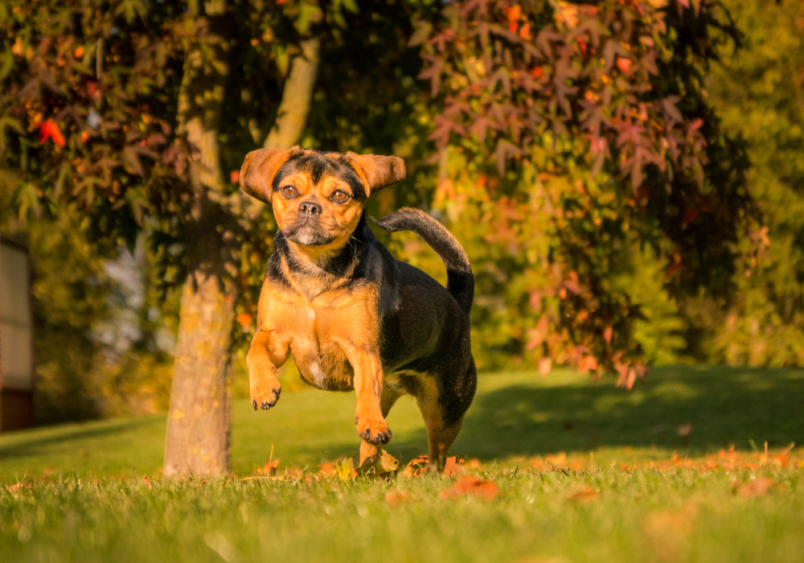 A playful Puggle, a Pug and Beagle mix, running on grass with a vibrant autumn backdrop, highlighting the breed's energetic and affectionate temperament. Puggles are a popular hybrid known for their adorable appearance and loving nature.