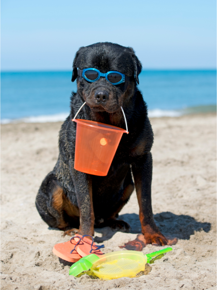 A big dog breed specifically a Rottweiler holding its toy basket while wearing a sunglasses oblivious of how majestically looking it is and its possible vet trips. 