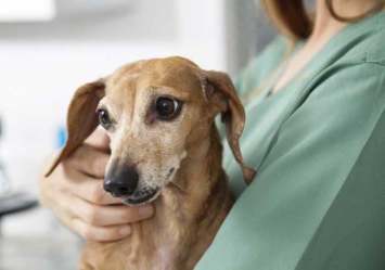 A small, concerned-looking Dachshund being held by a veterinarian.