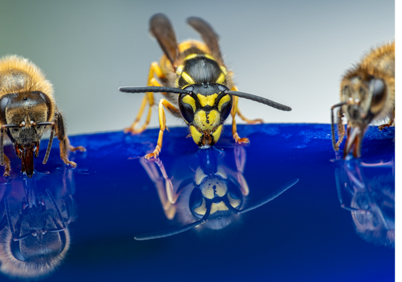 A striking macro photograph captures a yellow jacket wasp flanked by two honeybees, all drinking from a deep blue reflective water surface—their detailed features mirrored below. This close-up illustrates the visual differences between these stinging insects, which is helpful when understanding bee sting vs. wasp sting: what's the difference? Knowing which insect caused a dog bee sting can help determine the right treatment approach. 