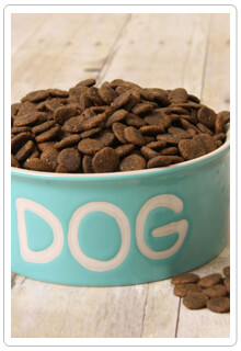 Can i feed my dog cat food in outlet a pinch