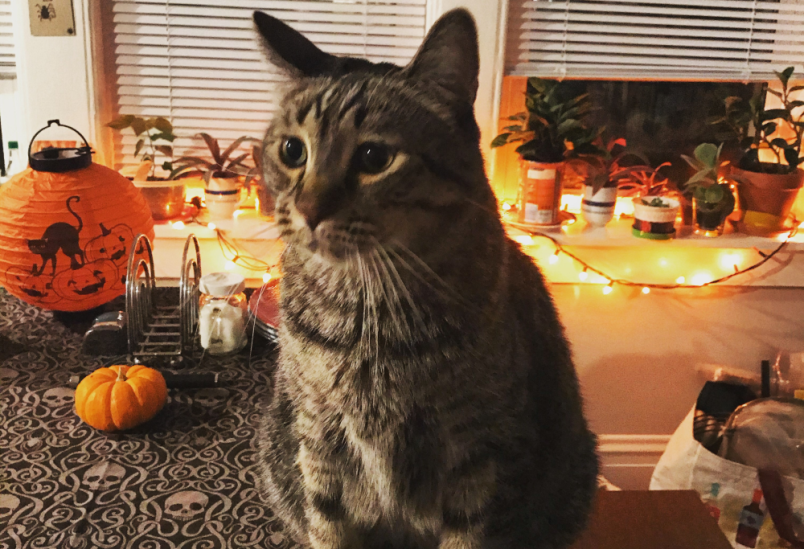 a cat sitting in front of halloween decorations ready for a safe day