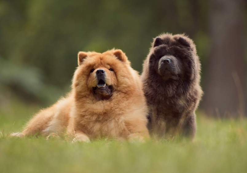 Two chow chow dogs, one black and one red, lying and sitting on grass in a forest setting, showcasing the chow dog breed's fluffy coat, unique personality, and typical chow chow size and temperament.