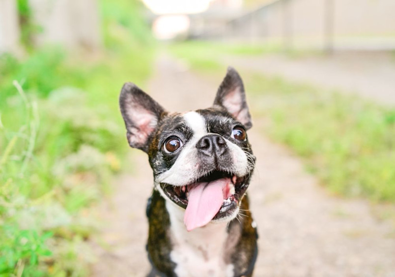 A close-up portrait of a joyful Boston Terrier with classic black and white facial markings, large expressive brown eyes, and upright bat-like ears, showing its playful personality.