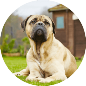 Dog Insurance for Bullmastiffs | Embrace Pet Insurance