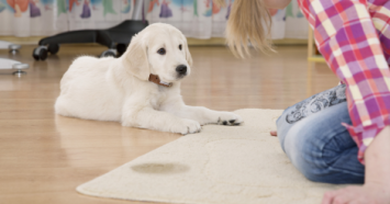 puppy laying by urine stain on carpet