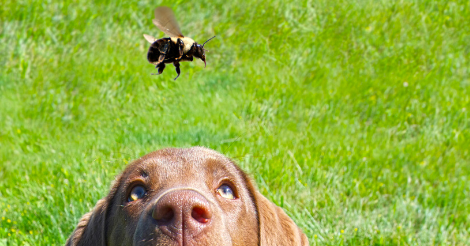 Bees, Wasps, and Fire Ants: What to Do if your Pet is Stung or Bitten