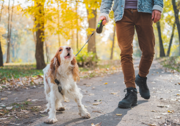 A dog barking while on a leash during a walk with its human, raising questions about debarking a dog and the impact of dog vocal cord removal or devocalization.