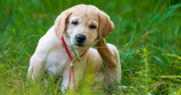 yellow lab puppy scratching ears