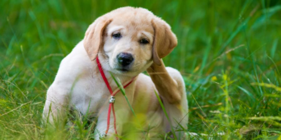 Puppy scratching deals ear