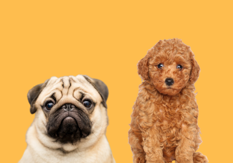 An image of the Pug and Poodle dog breeeds. When you mix these two dog breeds together, you would get a Pugapoo dog. 