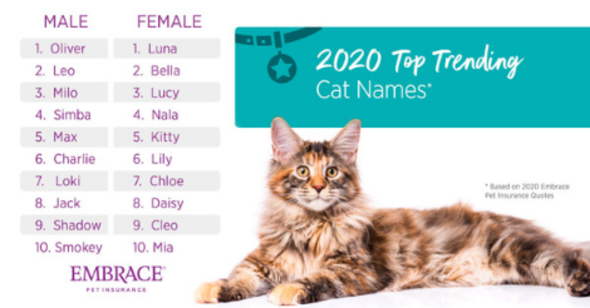 Cool Cats Most Popular Cat Names And Claims