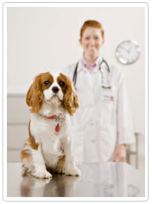 Dog Neuro Exam