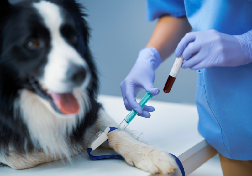 A black and white dog undergoes a blood test at the vet clinic to check for Lyme disease. Regular physical exams and blood tests help detect Lyme disease symptoms in dogs early, ensuring timely and effective treatment.