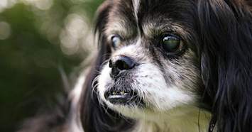 blindness in dogs and cats