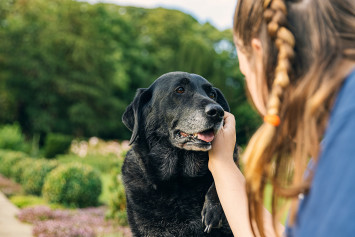 This young girl is gently patting her aging black labrador retriever who is still full of love to give. But, with the overflowing love dogs can give, their pet insurance premiums also tend to increase as they get older.