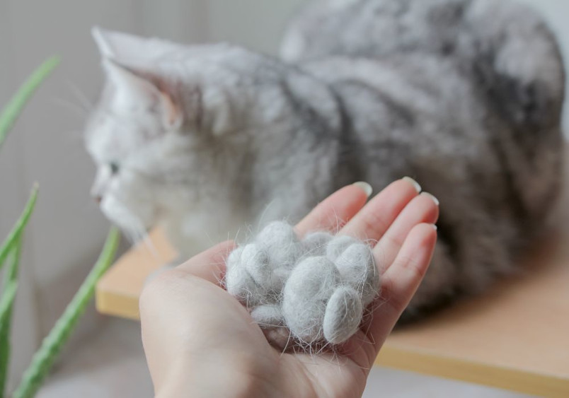 A palm holds several clumps of white cat fur collected from grooming, with a grey and white cat visible in soft focus in the background.